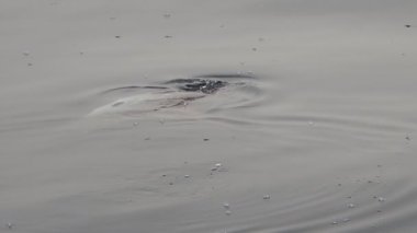 Güneş balığı mola deniz yüzeyine yakın Velella Velella yavaş çekim yiyor