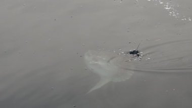 Güneş balığı mola deniz yüzeyine yakın Velella Velella yavaş çekim yiyor