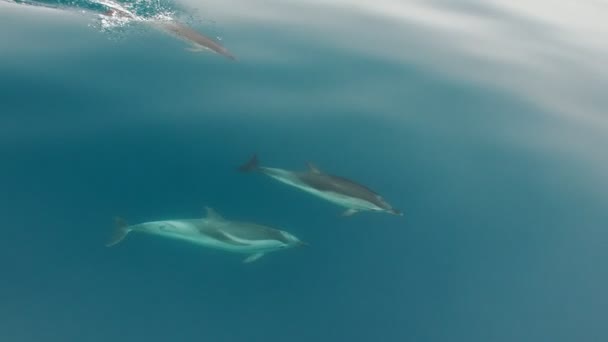 Delfines Nadando Cerca Del Barco Proa Cámara Lenta — Vídeo de stock