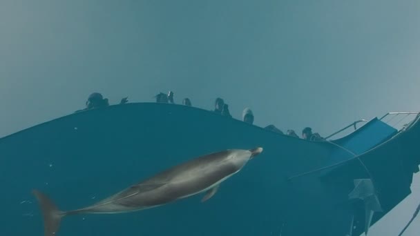 Dolfijnen Zwemmen Buurt Van Schip Voortstuwen Slow Motion Rechtenvrije Stockvideo