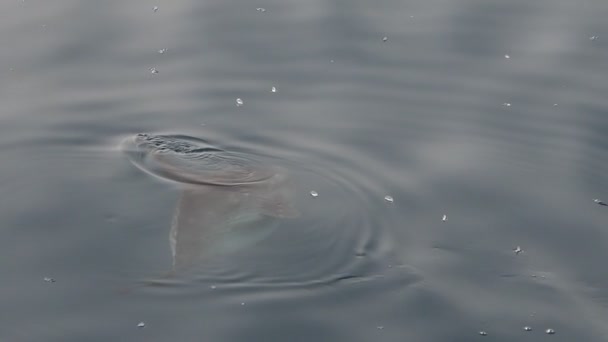 Sonnenfisch Mola Mola Der Nähe Der Meeresoberfläche Essen Velella Velella lizenzfreies Stockvideo
