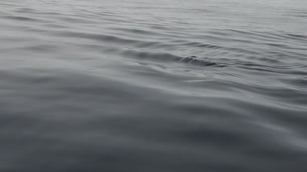 海豚在船头附近游动缓慢 — 图库视频影像