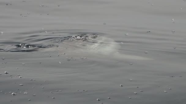 Рыба Солнце Мола Около Поверхности Моря Ест Велеллу Вельелла Замедленной Стоковое Видео