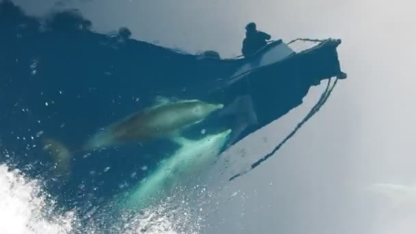 Дельфины Плавающие Рядом Кораблем — стоковое видео