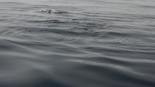 Delfiner Simmar Nära Fartyget För Slow Motion Royaltyfri Stockfilm