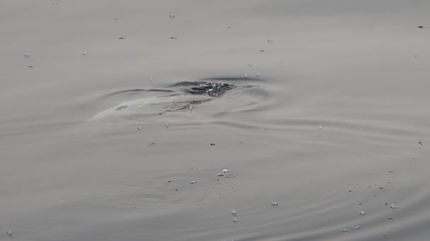 Рыба Солнце Мола Около Поверхности Моря Ест Велеллу Вельелла Замедленной — стоковое видео
