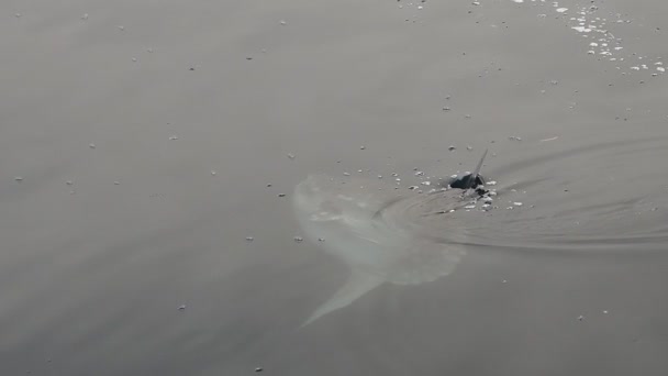Soleil Poisson Mola Mola Près Surface Mer Manger Velella Velella Séquence Vidéo Libre De Droits