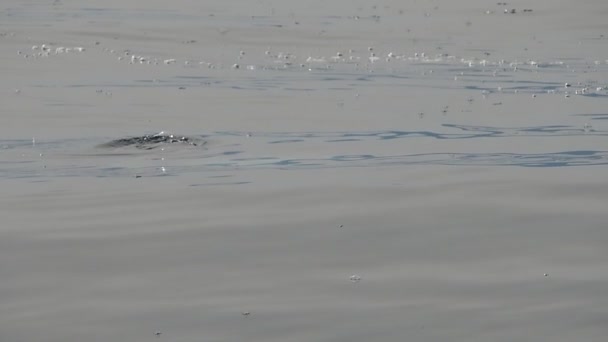 Soleil Poisson Mola Mola Près Surface Mer Manger Velella Velella Clip Vidéo