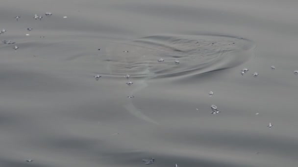 Рыба Солнце Мола Около Поверхности Моря Ест Велеллу Вельелла Замедленной — стоковое видео