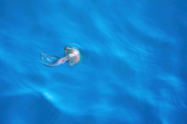 Leylak İğnesi Pelagia noctiluca denizanası deniz yüzeyinde hareket etkisinde