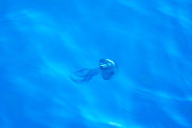 Leylak İğnesi Pelagia noctiluca denizanası deniz yüzeyinde hareket etkisinde