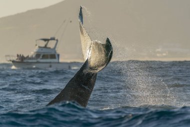 Cabo San Lucas 'ta kambur balina kuyruğu tokatlıyor Pasifik Okyanusu' nda baja California gün batımında Meksika 'da