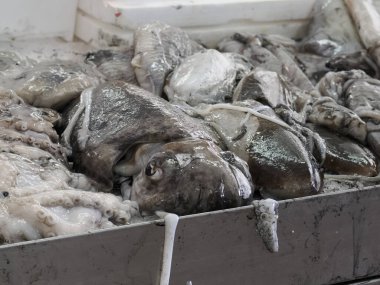 Mürekkepbalığı Balık Pazarı Taze balık Aveiro, Portekiz