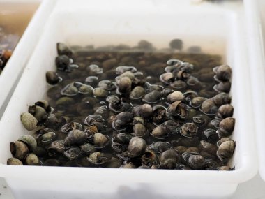 Deniz salyangozları Balık Pazarı Taze balık Aveiro, Portekiz