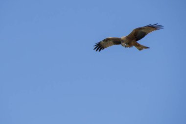 Aveiro 'nun tuzluğunda avlanan gri başlı bir balık kartal kuşu Portekiz' de