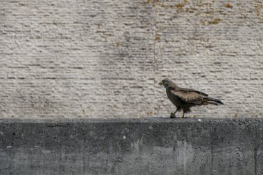 Aveiro 'nun tuzluğunda avlanan gri başlı bir balık kartal kuşu Portekiz' de