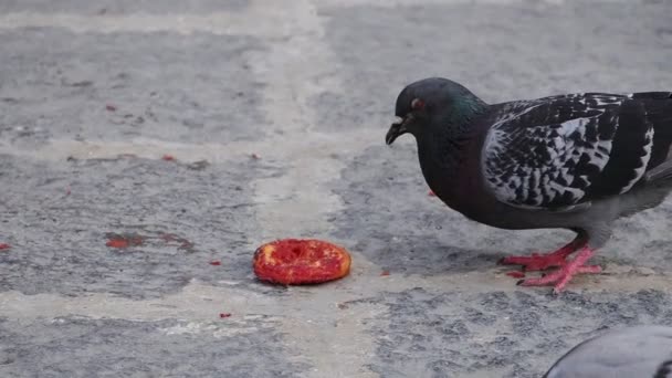 Pigeon Eating Pizzetta Small Piece Pizza Slow Motion — Video Stock