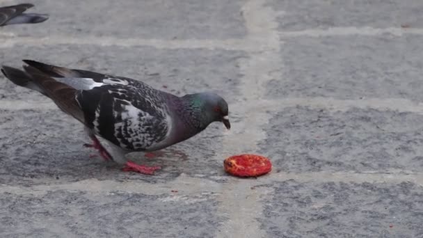 Pigeon Eating Pizzetta Small Piece Pizza Slow Motion — Stock Video