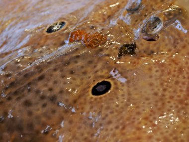Ortigia Siraküzü 'ndeki iğneli taze balık balığı tarihi balık pazarı İtalya' da