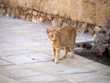 İtalya 'nın Sicilya kentindeki Siracusa Syracuse şehrinde Ortigia' nın dışında bir kedi.