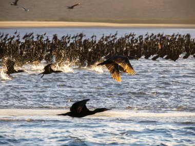 Puerto Chale Körfezi 'ndeki karabatak kolonisi Magdalena Körfezi Baja California sur, Meksika