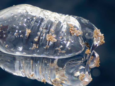 Plastik şişe üzerinde bir yengeç ve kaz midyesi Pasifik Okyanusu 'nda Plastik atık, çevresel veya kirlilik konsepti