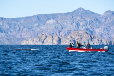 A blue whale watching in cortez sea loreto baja california sur biggest animal of our planet