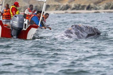 PUERTO CHALE, MEXICO - FEBRUARY 25 2023 - grey whale approching a tourist whale watching boat, after the migration from alaska grey whales stay few months in magdalena bay to mate and breed