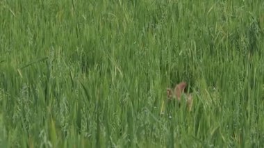 Mutlu köpek cocker spaniel çimenlerde ağır çekimde koşuyor.