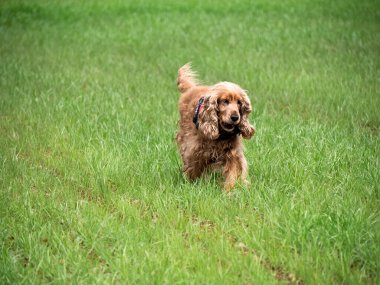 Yeşil çimenlerde oynayan bir cocker spaniel köpeği