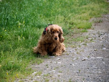 Yeşil çimenlere işeyen bir cocker spaniel köpeği.