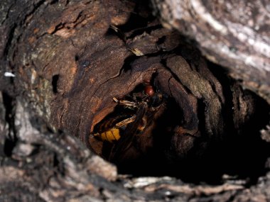 Ağaç makrosu içinde bir eşek arısı yuvası