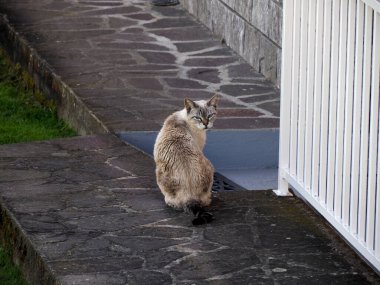 Huysuz kedi evin çevresinde devriye geziyor.