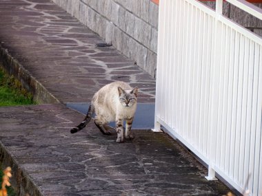 Huysuz kedi evin çevresinde devriye geziyor.