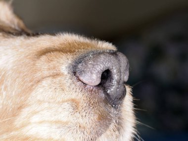 Bir cocker spaniel köpek burun detayı