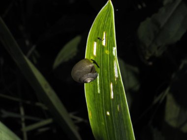 Yaprak üzerinde salyangoz.
