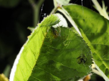 macro shot of cucumber green spider (araniella cucurbitina) clipart