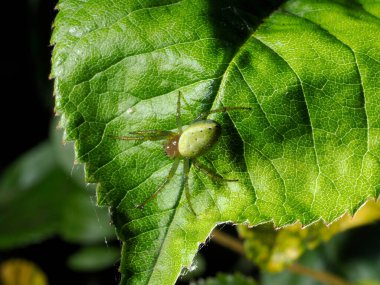 büyük boy salatalık yeşili örümcek (araniella cucurbitina))