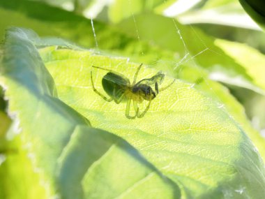 büyük boy salatalık yeşili örümcek (araniella cucurbitina))