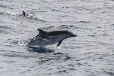 Mutlu çizgili yunus denizin dışına atlıyor.