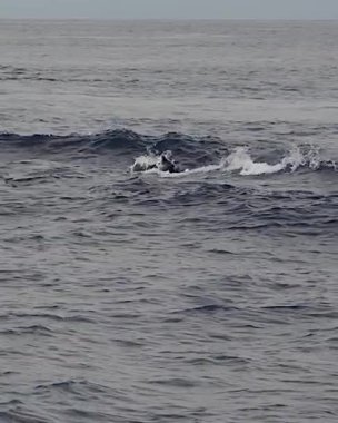 Çizgili yunus denizin dışına atlıyor. Ağır çekim dikey.