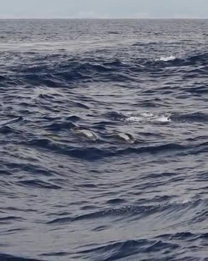Çizgili yunus denizin dışına atlıyor. Ağır çekim dikey.