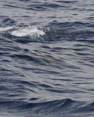 Çizgili yunus denizin dışına atlıyor. Ağır çekim dikey.