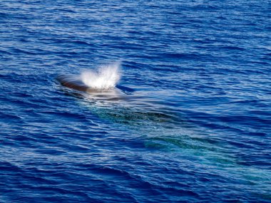 Bir Balaenoptera physalus, yaygın yüzgeç balinası Ligurian Denizi 'ne göçü sırasında Cenova İtalya kıyılarının önünde yol alır..