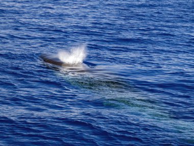 A Balaenoptera physalus, the common fin whale navigates in front of the coast of Genoa Italy during it's migration to Ligurian sea. clipart