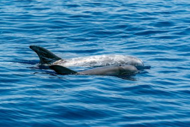 Anne ve yeni doğmuş bir buzağı Risso yunusu mavi deniz yüzeyinde portreyi yakın plan yapar.