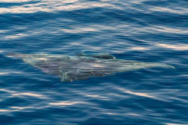 Deniz yüzeyine yakın bir mobula.