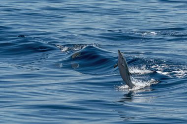 Denizden atlayan çizgili mutlu bir yunus.