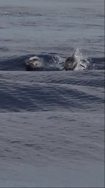 Mutlu çizgili yunuslar denizin dışına atlıyor. Yavaş çekim duvar kağıtları gezici ekranlar.