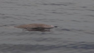 Ziphius cavirostris Cuvier 'in gagalı balinası deniz yüzeyinde nefes alıyor.